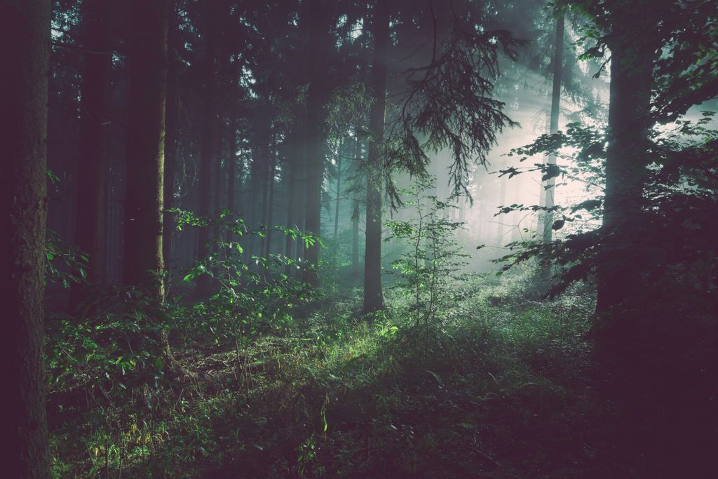 Forest Mindfulness